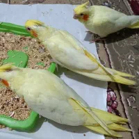 عروس هلندی|پرنده|بندرعباس, |دیوار