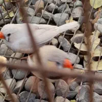 جفت فنچ کارداده