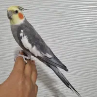 عروس هلندی سخنگو