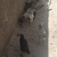 جوجه|حیوانات مزرعه|بم, |دیوار