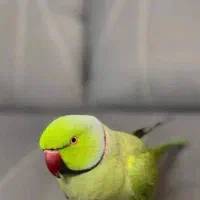 طوطی ملنگو نر جوان سخنگو|پرنده|رامسر, |دیوار