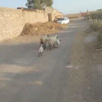 میش بره جوان