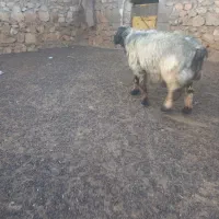 قوچ|حیوانات مزرعه|دهدشت, |دیوار