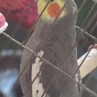 گمشده طوطی من اسمش میتو هست