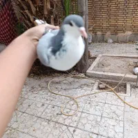 کبوتر|پرنده|کرمان, |دیوار