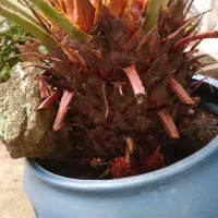 سیکاس بیش از ۱۰ سال|گل و گیاه طبیعی|بندر انزلی, تهران|دیوار