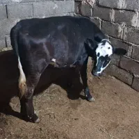 گوساله ماده وزن حدود ۱۸۰ کیلو