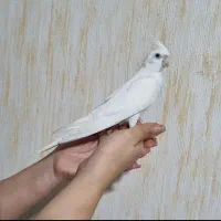 عروس هلندی آلبینو ۶ماهه