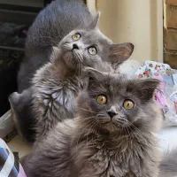 بچه گربه های سه ماهه اسکاتیش اصیل(نر و ماده)