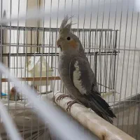 طوطی عروس هلندی