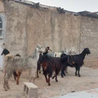 فروش ۷ راس کلر بز جنس/دار آبستن گلون در فیروزاباد|حیوانات مزرعه|فیروزآباد (فارس), |دیوار