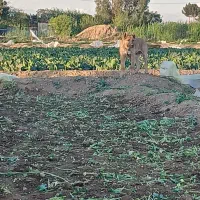 حتنپذپدرووتت