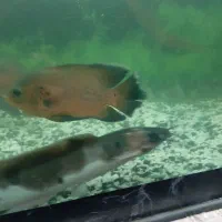 ماهی اسکار و کت افریگایی