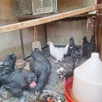 تعدادی مرغ مرندی و گلین جوان
