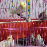 جوجه عروس هلندی سخنگو|پرنده|اهر, |دیوار