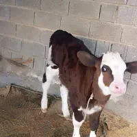 فروش سه راس گاو اصیل خارجی|حیوانات مزرعه|جره و بالاده, |دیوار