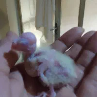 عروس هلندی و کوتوله