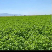 یونجه|عمده‌فروشی|صدرا-فارس, فاز ۲|دیوار