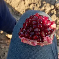 نهال انار رباب