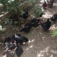 فروش مرغ و خروس کرمانشاهی|حیوانات مزرعه|تفت, |دیوار