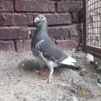 پلاکی|پرنده|اهواز, ملاشیه|دیوار