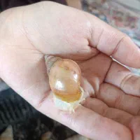 حلزون 2تا3سانتیمتری
