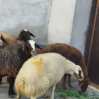 بزغالهدونه۵ملیونبرهنر۲۵کیلویی۶ملیونگوسفندچاق۵۰|حیوانات مزرعه|نهاوند, |دیوار