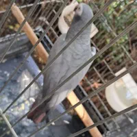 کاسکو سخنگو|پرنده|اصفهان, درب سیبه علیا|دیوار