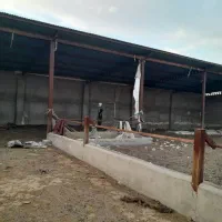 گاو داری متراژ ۲هزار متر