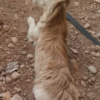 واگزاری سگ رایگان