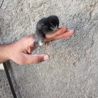 جوجه محلی خورموج