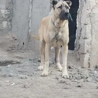 ماده سرابی درجه یک