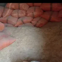 خصیل خرد شده