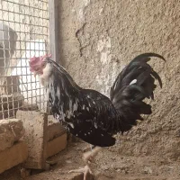 خروس گلین