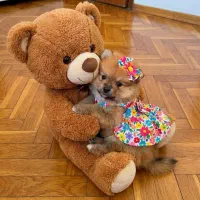 توله سگ  شیتزو -پامر-مالتیپو