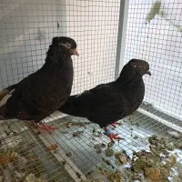 زاغ دم سفید زرد دم سفید یهودی|پرنده|مشهد, رده|دیوار