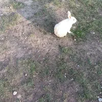 خرگوش سالم وسرحال