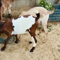 فروش چند عدد نری وقوچ شهری و چاق|حیوانات مزرعه|قشم, |دیوار