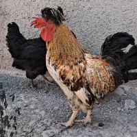 مرغ و خروس