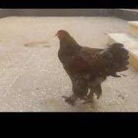 برهما پاتریچ|حیوانات|شیراز, امام حسین|دیوار