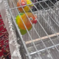 کوتوله برزیلی دستی