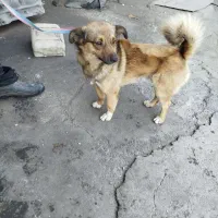 پامرین|سگ|مرند, |دیوار