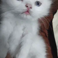 بچه گربه  اسکاتیش لانگ چشم آبی