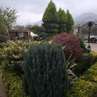 کلیه خدمات باغبانی  واجرای تخصصی محوطه وباغ وویلا