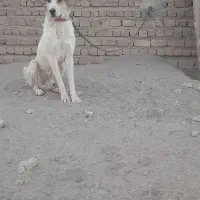 سگ نرسرابی|سگ|تهران, منیریه|دیوار