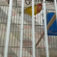 طوطی برزیلی