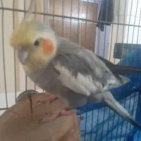 عروس هلندی نر