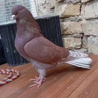 کبوتر سرخ کاشانی