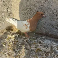 کبوتر کله ای و سینه ای
