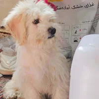 شیتزو|سگ|خاوران, |دیوار